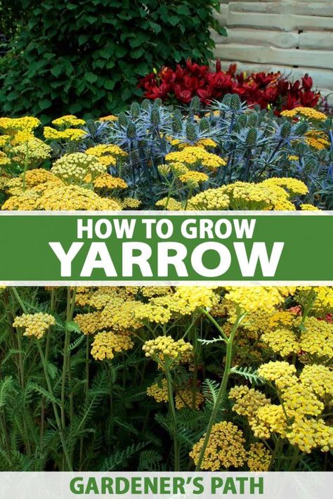 Yarrow Plant, Garden Perennials, Yarrow Flower, Globe Amaranth, Better Homes And Garden, Pollinator Garden, Late Spring, Green Witch, Medicinal Herbs