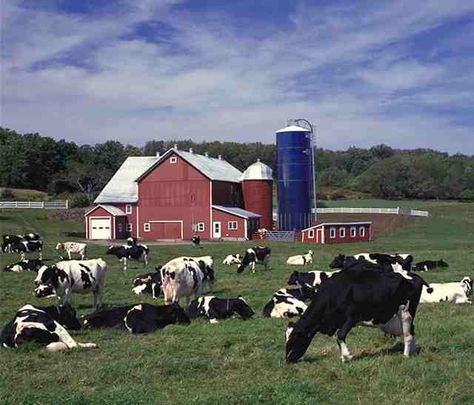 Dairy farm. Farm Pictures, Dairy Cattle, Holstein Cows, Country Barns, Farm Photography, Dairy Farm, Dairy Cows, Farm Barn, Farms Living