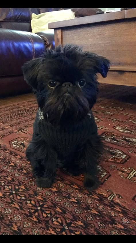 Puppy love Eva❤️ Brussels Griffin, Affenpinscher Puppy, Brussels Griffon Puppies, Brussel Griffon, Affenpinscher Dog, Griffon Bruxellois, Petit Brabancon, Griffon Dog, Dog Clippers