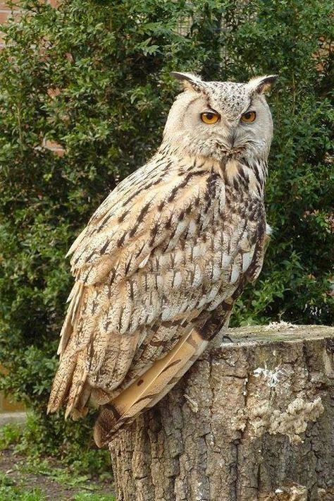 Bird Pics, Eurasian Eagle Owl, Owl Species, Awesome Owls, Owl Photography, Eagle Owl, Funny Owls, Owl Photos, Bird Carving