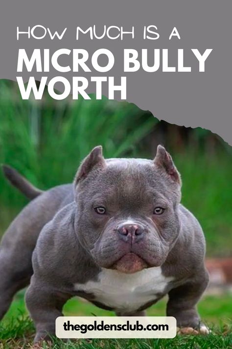 There is so much that goes into the Micro Bully price, and that’s why it can change drastically from breeder to breeder. Micro Bully Dogs, Micro Bully, Bully Breeds Dogs, Bully Dog, Funny Cats And Dogs, Bully Breeds, Funny Cats, Dog Cat, Funny