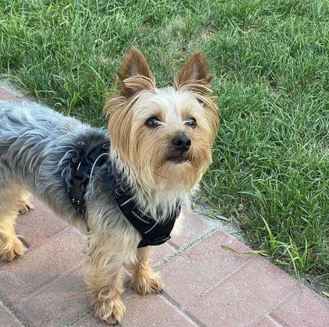 Australian Silky Terrier, Australian Terrier, Yorkie Terrier, Silky Terrier, One Home, Terrier Puppy, Lap Dogs, Terrier Dog, Terrier Dogs