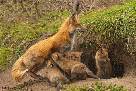 . Fuchs Baby, Fantastic Fox, Fox Pictures, Wild Dogs, Cute Fox, Red Fox, Sweet Animals, Animal Planet, Animal Photo