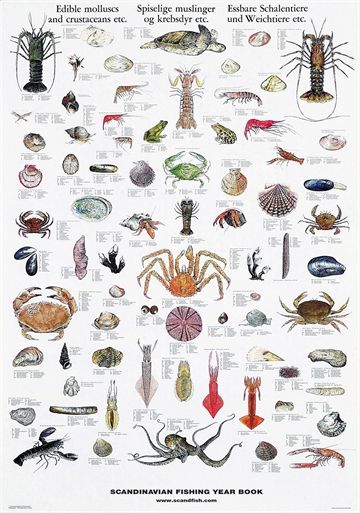 Crab & Lobster Poster Fish Chart, Mushroom Poster, Fauna Marina, Molluscs, Advertising Gifts, Ocean Fishing, Types Of Fish, Nature Posters, Crustaceans