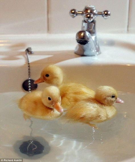 Watch Youtube, Baby Ducks, Cute Creatures, Sweet Animals, Mellow Yellow, Swans, 귀여운 동물, Animals Friends, The Bathroom