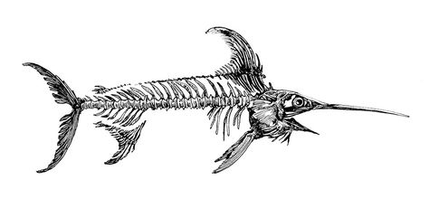 Swordfish Skeleton Tattoo, Swordfish Tattoo Design, Shark Skeleton Drawing, Swordfish Skeleton, Eel Skeleton, Skeleton Fish Tattoo, Shark Skeleton Tattoo, Swordfish Drawing, Marlin Drawing