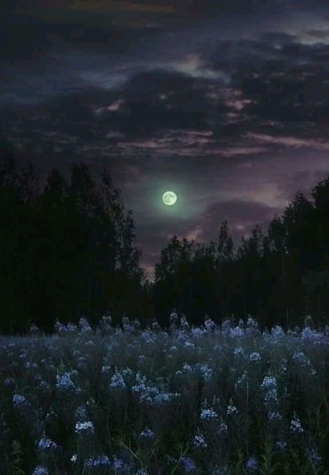 Forest Meadow Aesthetic, Day Dream Aesthetic, Fond Tiktok, Moonlit Field, Angelic Core, Forest Moonlight, Moonlight Forest, Dark Spring, Moon Forest