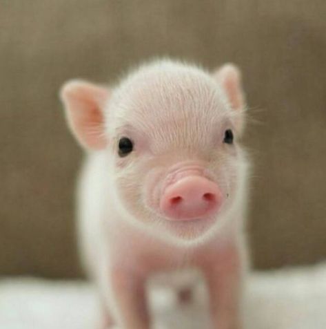 #pigs #piglet #baby animals #animals #cute #adorable Piglets Cute, Baby Animals Cute, Animals Cute, Baby Animals, Cute Animals, Animals, Pink, White