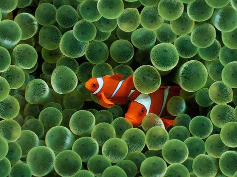 Clown Fish hiding in green sea anemone. Sea Anemones, Tropical Fish Tanks, Fauna Marina, Wallpapers Ipad, Salt Water Fish, Sea Anemone, Saltwater Tank, Clownfish, Fish Wallpaper