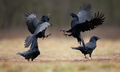 Ravens are typically all-black birds and are sometimes confused for crows. To date, some people still associate these creatures with bad luck. Usually, this is because of how they look. Raven Landing, Common Crow, Crow Photography, Raven Images, Common Raven, American Crow, Bird Facts, Raven Bird, Black Birds