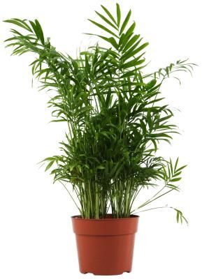 How to Care for an Areca Palm Tree  --cant wait for a bigger house (sunroom off my kitchen) to have one of these Palm Plant Care, Palm Tree Care, Chamaedorea Elegans, Indoor Bamboo, Indoor Palm Trees, Mini Palm Tree, Indoor Palms, Palm Tree Plant, Parlor Palm