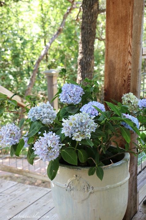 French Country Pale Blue Hydrangeas Pale Blue Hydrangea, Hydrangea Cottage, Plant Bud, Summer Living Room, Growing Hydrangeas, Blue Plants, Blue Hydrangeas, Planting Hydrangeas, Rustic Blue