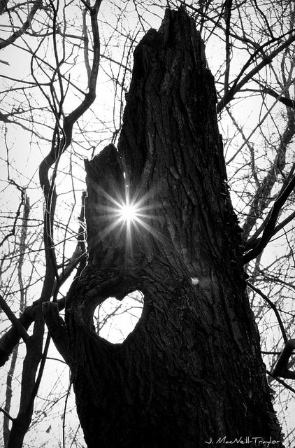 heart tree On The Wings Of Love, Heart In Nature, Love Canvas, I Love Heart, Heart Images, Heart Pictures, Airbrush Art, Beating Heart, Heart Tree