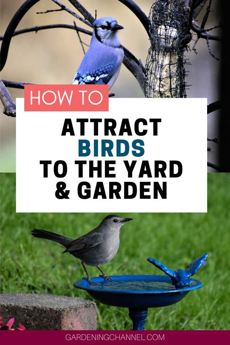 Backyard Birds Watching, Backyard Birds Sanctuary, Backyard Birds Feeders, Bird Sanctuary, Yard And Garden, What Is A Bird, Bird Care, Better Homes And Garden, How To Attract Birds