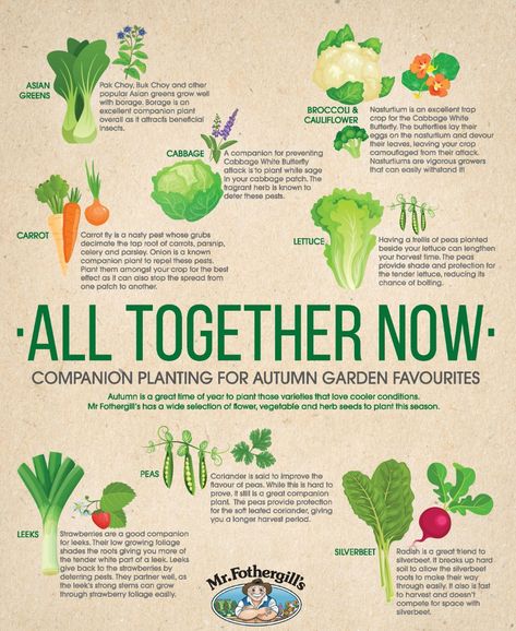 Companion Planting for Autumn Garden Favourites - Latest Help & Advice Planting Table, Companion Planting Guide, Broccoli Plant, Pea Plant, Garden Fruit, Planting Guide, Homestead Gardens, Companion Plants, Attracting Beneficial Insects