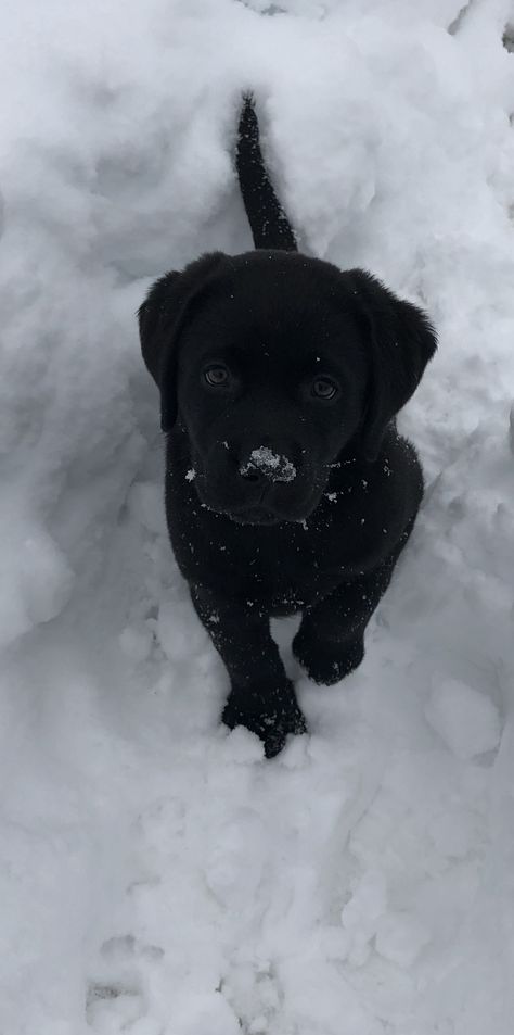 Black Retriever Puppy, Black Labs Puppy, Cute Dogs Black, Black Dog Wallpaper, The Brightest Light Of Sunshine, Black Labrador Retriever Puppy, Black And White Puppies, Black Retriever Aesthetic, Black Labrador Puppies