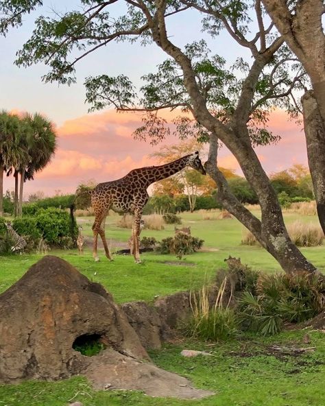 🌍 Embrace Wildlife Coexistence & Diversity 🌿 At Safari Quest Adventures, we believe in the harmonious coexistence of all species. Every creature, big or small, plays a vital role in our ecosystem. Join us as we explore the incredible diversity of wildlife and learn how we can all contribute to preserving their natural habitats. Let’s walk together on this journey of respect and coexistence with the wild. 🐾 Discover the beauty of the wild with us. Your adventure awaits! #SafariQuestAdventur... Tropical Savanna, Fantasy Country, Savage Animals, Savanna Animals, Disney Animal Kingdom, African Plains, Camping Aesthetic, Walk Together, Amazing Photos