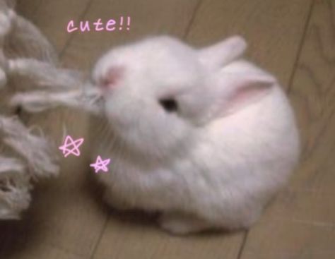 White Bunny, White