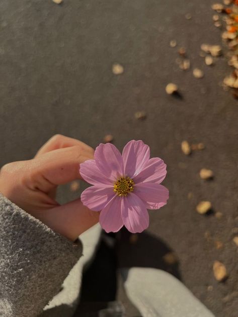 Flowers, Pink