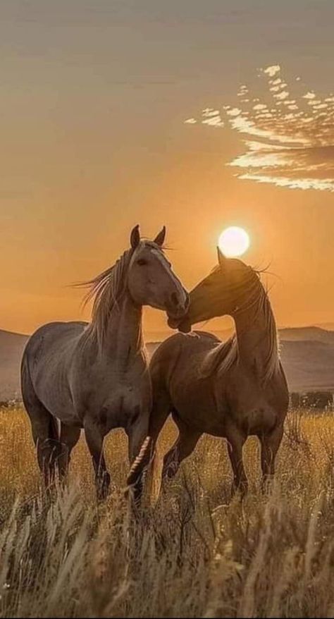 Fall Horse Wallpaper, Horse Iphone Wallpaper, African Animals Photography, Wild Horse Pictures, Horse Photography Poses, Wild Horses Photography, Beautiful Horses Photography, Cute Horse Pictures, Palomino Horse