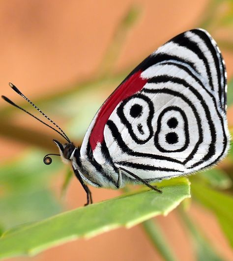 Most Beautiful Butterfly Photography, Butterfly With Eyes, Butterflies Photography, Exotic Butterflies, Animals Butterfly, Butterfly Photo, Beautiful Butterfly Pictures, Beautiful Butterfly Photography, Unique Butterfly