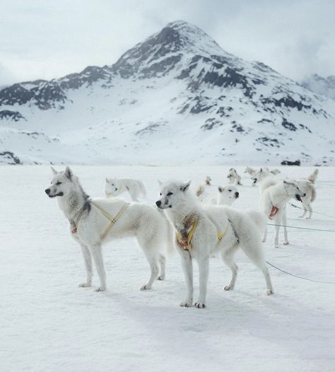 Jungle Animals Pictures, Greenland Dog, Sled Dogs, My Husky, Physical Strength, Up North, Sporting Dogs, Husky Dogs, Dog Sledding