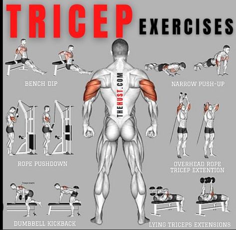 Tricep Exercises, Bicep And Tricep Workout, Beginner Workouts, Bodybuilding Workout Plan, Gym Workout Chart, Gym Workouts For Men, Trening Fitness, Muscle Building Workouts, Weight Training Workouts