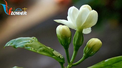 hoa-nhai Nature, Da Nang, Arabian Jasmine, Garden Angel, White Garden, White Gardens, City House, Free Hd Wallpapers, Ho Chi Minh