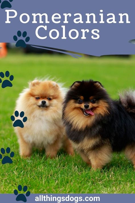 Pomeranian Puppy Colors, Wolf Sable Pomeranian, Blue Pomeranian, Parti Pomeranian, Chocolate Pomeranian, Pomeranian Colors, Teddy Bear Pomeranian, Teacup Dog Breeds, Mini Pomeranian