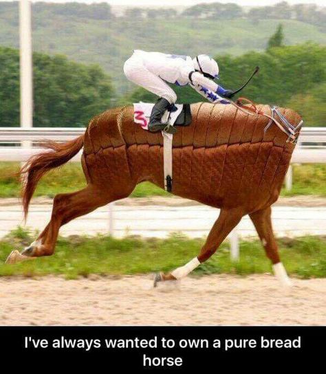 I've always wanted to own a pure bread horse. Equestrian Memes, Funny Horse Memes, Horse Meme, Horse Memes, Horse Quotes Funny, Funny Horse Pictures, Horse Jokes, Horse Riding Quotes, Funny Horses