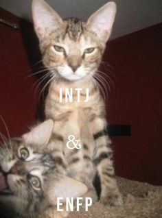 Me and my buddy! Intj Friendship, Enfp Friendship, Intj And Enfp, Intj Enfp, Enfp Personality, Cat Glasses, My Buddy, Intj, Mbti