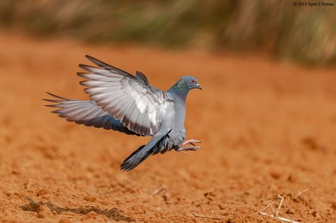 Rock pigeon landing in the field fastly Bird Landing, Pigeon Flying, Rock Pigeon, Feral Pigeon, Flying Pigeon, Dove Flying, Grey Bird, Pigeon Bird, Bird Flying