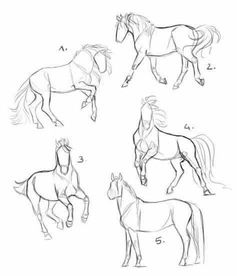 How To Draw Horses, Horse Base, Horse Drawing Tutorial, Drawing Horses, Horse Art Drawing, Horse Sketch, Horse Anatomy, Animal Drawings Sketches, Drawing Faces