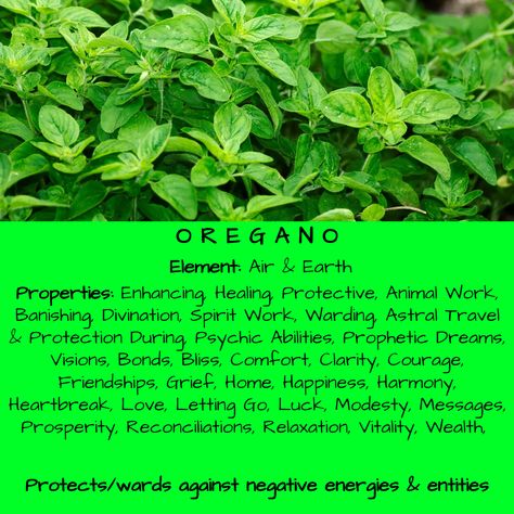 Oregano Magical Properties & Uses, Herbology Magical Properties Of Oregano, Olive Oil Magical Properties, Oregano Spiritual Uses, Oregano Correspondences, Marjoram Magical Properties, Oregano Witchcraft, Oregano Magical Properties, Parsley Magical Properties, Calamus Root Magical Properties