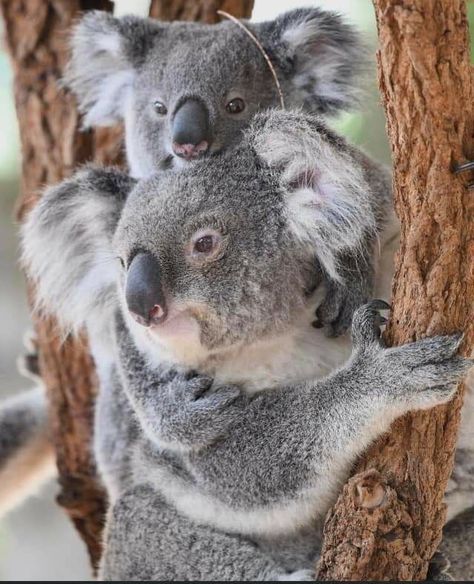 Cute Koala Bear, West Australia, The Wombats, Baby Koala, Australian Animals, Sweet Animals, Koala Bear, Animal Photo, 귀여운 동물