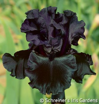 Schreiner's Iris Gardens grows high quality bearded and beardless iris rhizomes for your landscape design. Excellent customer service answers your iris growing questions. We ship iris worldwide at the right time for planting. Black Is Black, American Meadows, Goth Garden, Gothic Garden, Iris Garden, Black Garden, Iris Flower, Black Iris, Bearded Iris