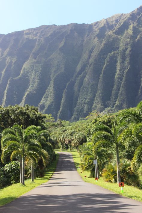 There’s More to Hoʻomaluhia Botanical Garden Than Its Instagrammable Entrance - Hawaii Magazine Honolulu Hawaii Aesthetic, 2024vision Board, Place Branding, Hawaiian Plants, Hawaii Magazine, Life Manifestation, Oahu Vacation, Landscape Borders, Hawaii Pictures