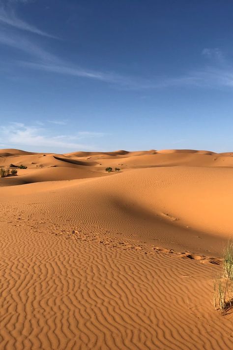 Green Grasses on Sahara Desert Ideas For Camping, Desert Sahara, Desert Environment, Nature Hikes, Sahara Desert, Nature Conservation, Camping Tips, Closer To Nature, Camping Experience