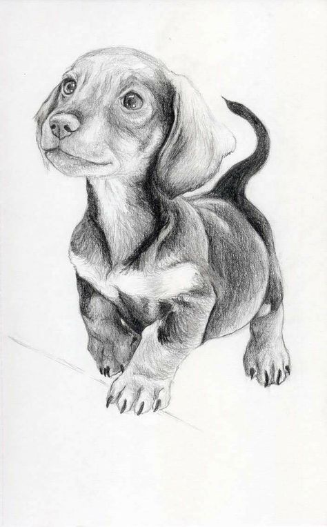 Dachshund Sketch Pencil Drawings, Dachshund Drawing Sketches, Dachshund Sketch, Dog Pencil Drawing, Dachshund Drawing, Realistic Animal Drawings, Piskel Art, Pencil Drawings Of Animals, Animal Drawings Sketches