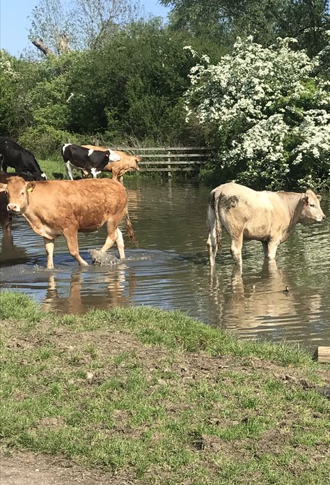 Cottage Core Horses, Soft Farm Aesthetic, Ayla Core Aesthetics, Ciara Core Aesthetics, Farm Sanctuary Ideas, Farm Core Aesthetic, Cow Farm Aesthetic, Home Stead Aesthetic, Small Farm Aesthetic