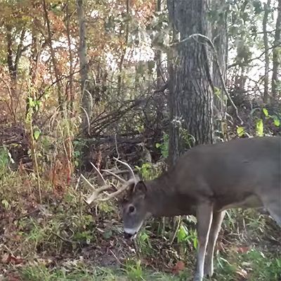 Deer Hunting Videos, Deer Hunting Stands, Hunting Stands, Hunting Videos, Whitetail Deer Hunting, Big Deer, Deer Hunting Tips, Quail Hunting, Deer Season