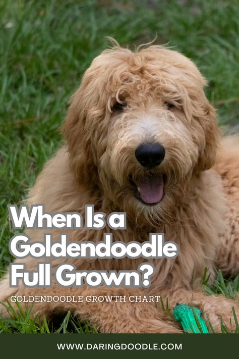 Puzzling over when your adorable Goldendoodle will be fully grown? Don't worry, you're not alone! This comprehensive guide will help you understand their growth patterns and includes an estimate chart and DNA testing. Get ready to uncover the answers to all your fuzzy queries and ensure your Goldendoodle reaches their full potential. Click through to learn more! Goldendoodle Full Grown, Medium Goldendoodle, Mini Goldendoodle Puppies, Dna Testing, Growth Charts, Mini Goldendoodle, You're Not Alone, Growth Chart, Dna Test