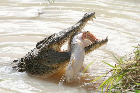 Types Of Crocodiles, Crocodile Eating, Carnivorous Animals, Fish Catching, Ib Art, Eating Fish, Fish Stock, Catching Fish, Crocodiles