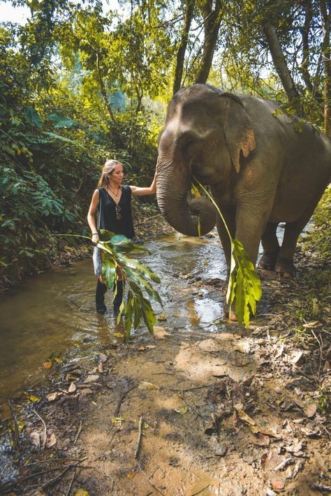 My experience with MandaLao Elephant Conservation, Luang Prabang, Laos Laos Travel, Turtle Conservation, Wildlife Biologist, Animal Experiences, Wildlife Travel, Animal Conservation, Luang Prabang, Elephant Love, Wildlife Conservation