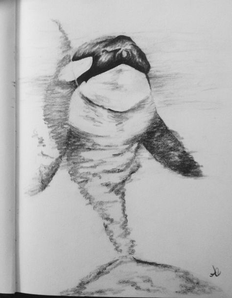 Sea Birds Drawing, Orca Whales Drawing, Orca Whale Drawing, Orca Drawing Reference, Simple Charcoal Drawing, Charcoal Sketches Easy, Cute Orca Drawing, Orca Sketch, Simple Orca Drawing