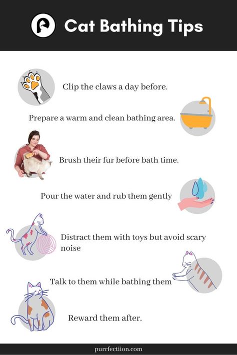 Cat Hygiene Tips, Cat Grooming Tips, How To Bathe A Cat, Cat Hygiene, Cat Owner Hacks, Bathing Tips, Cat Bathing, Cardboard Cat House, Cat Tips