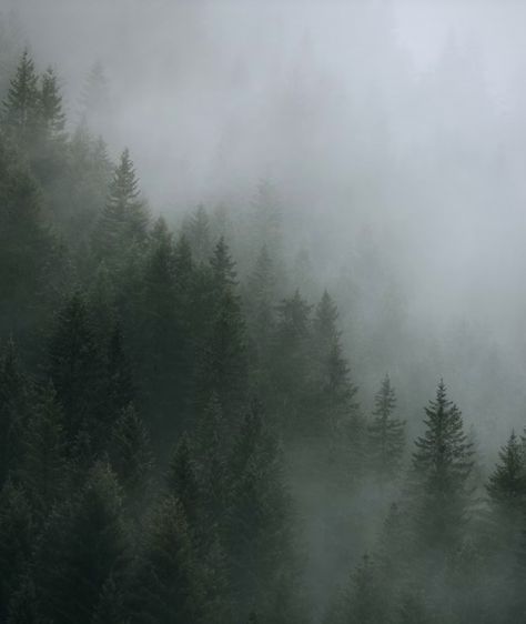 Forest in Sweden Sweden Forest, Nordic Forest, Aesthetic Moodboard, Nature Aesthetic, Mother Earth, Mist, Sweden, Forest, Nature