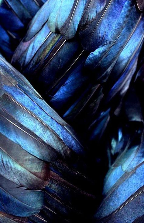 Beautiful Iridescent Blue Feathers Ravenclaw Aesthetic, L Wallpaper, Behind Blue Eyes, Slytherin Aesthetic, Howls Moving Castle, Ravenclaw, Color Textures, Blue Aesthetic, Color Inspiration