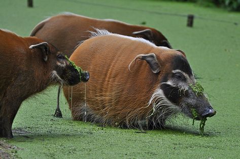 Red River Hog, Elephant Shrew, Elephant Photography, Wild Pig, Prehistoric Wildlife, Animal Antics, Bear Pictures, Paper Animals, Pretty Animals