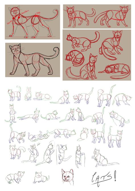 Cats Poses Drawing, Cat Stalking Drawing, Cat Anatomy Study, Cat Front View Drawing, Cat Drawing Reference, Feline Anatomy, Cat Sketches, Draw Tutorial, Cat Drawing Tutorial